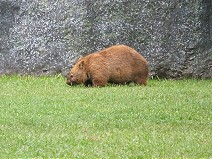 Wombat I